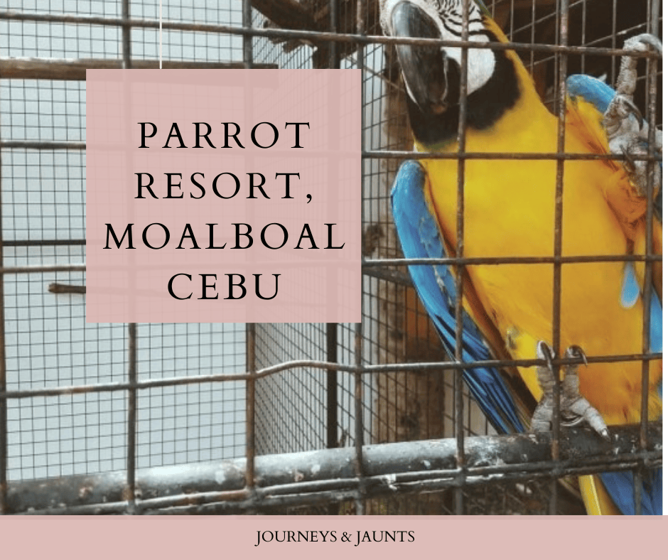 Parrot Resort, MOALBOAL CEBU