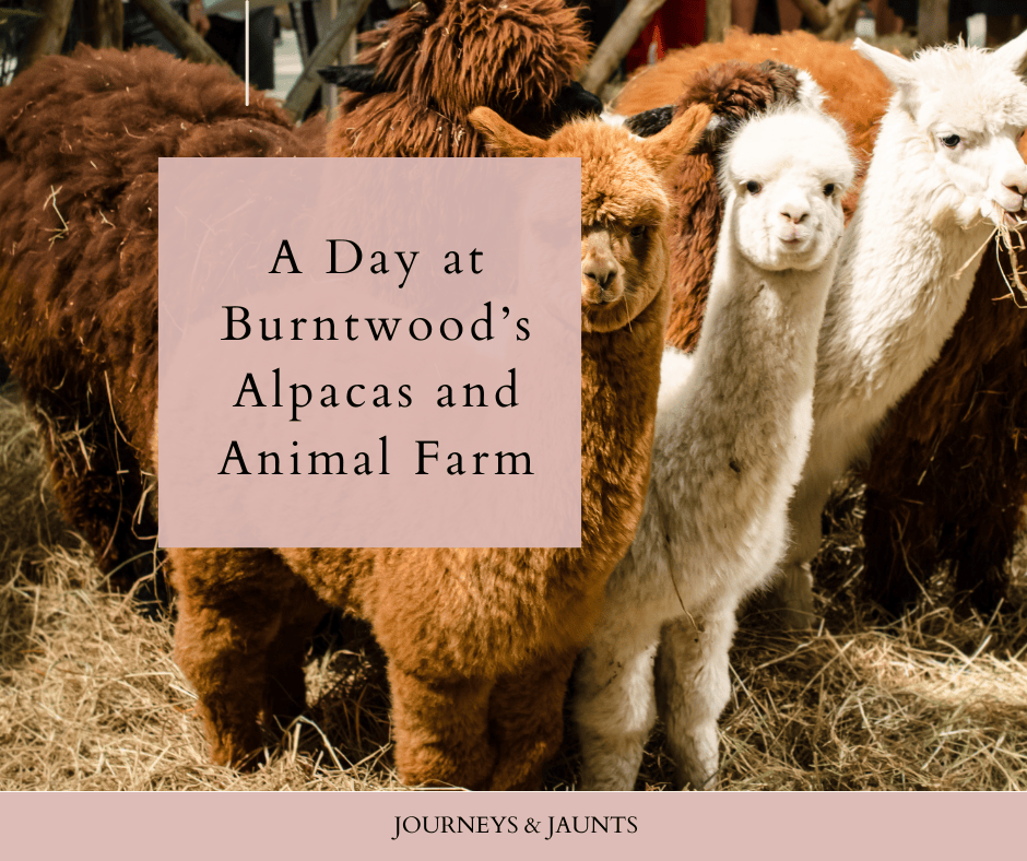 A Day at Burntwood’s Alpacas and Animal&nbsp;Farm