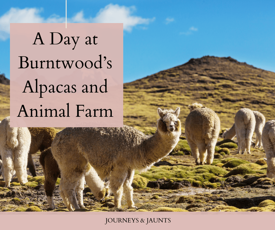 A Day at Burntwood’s Alpacas and Animal Farm