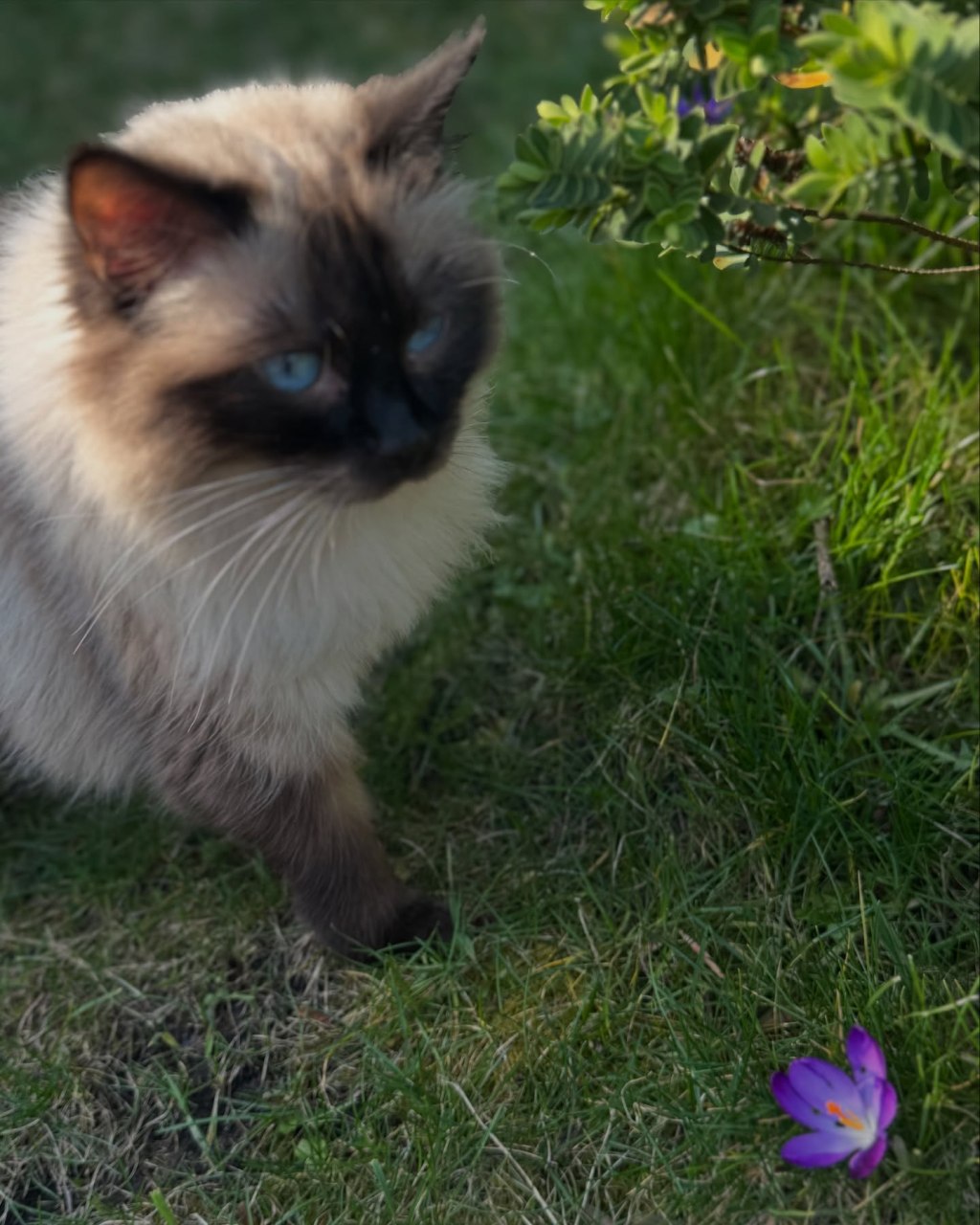 Her pawprints remain invisible but permanent