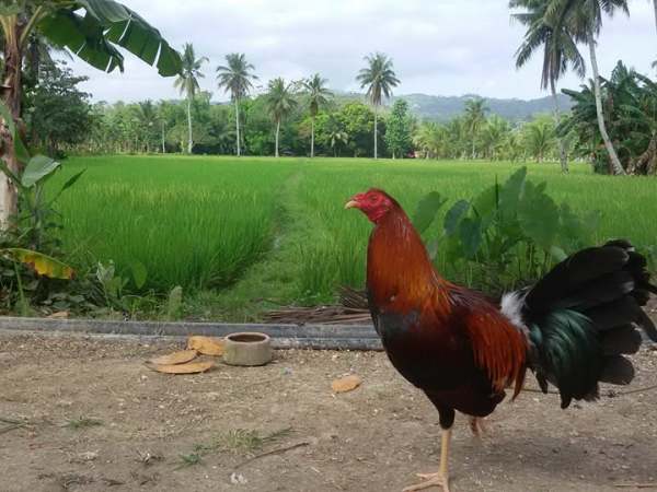 THE ROOSTER NEVER SAW THIS&nbsp;COMING.