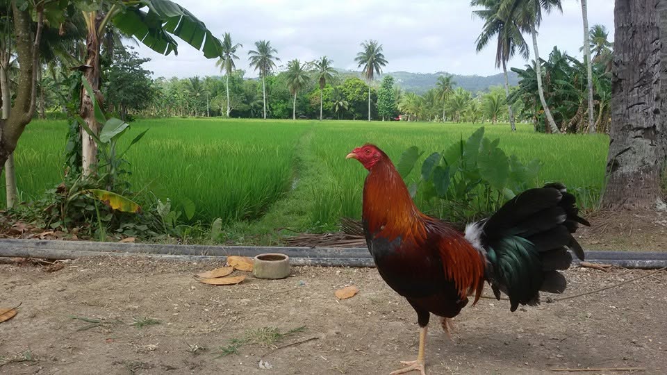 THE ROOSTER NEVER SAW THIS&nbsp;COMING.