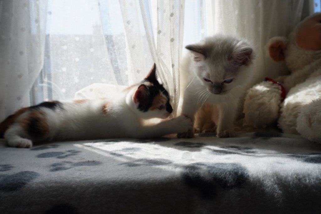 The Domestic Chronicles of Miyuki and&nbsp;Luna